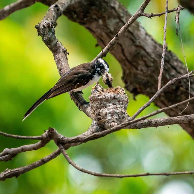 From Hikkaduwa/Mirissa/Galle/Tangalle - Yala Leopard Safari - What the guide adds to the drive