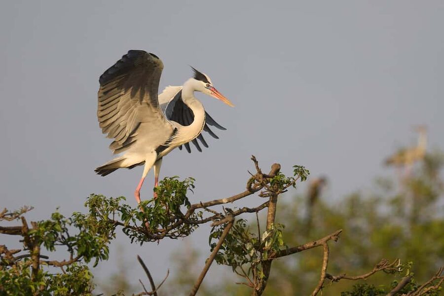 From Hikkaduwa/Mirissa/Galle/Tangalle - Yala Leopard Safari - What the $41 price really includes