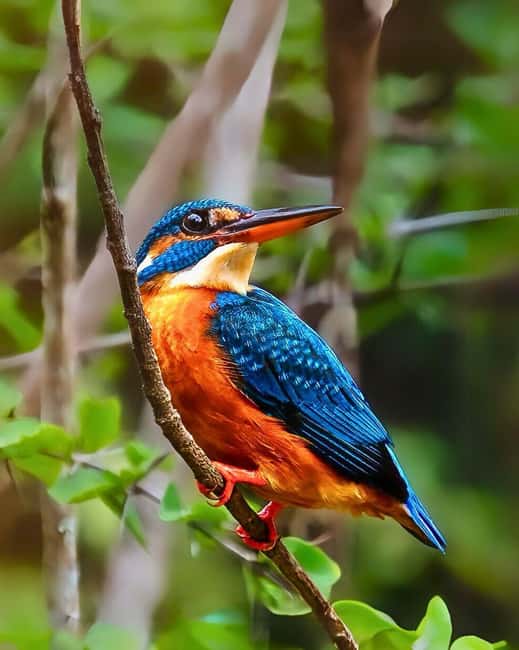 From Hikkaduwa/Mirissa/Galle/Tangalle - Yala Leopard Safari - Who will enjoy this day most