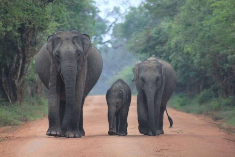 From: Hiriketiya/ Tangalle - YALA Safari Tour - Why the 3:30 a.m. start is worth it