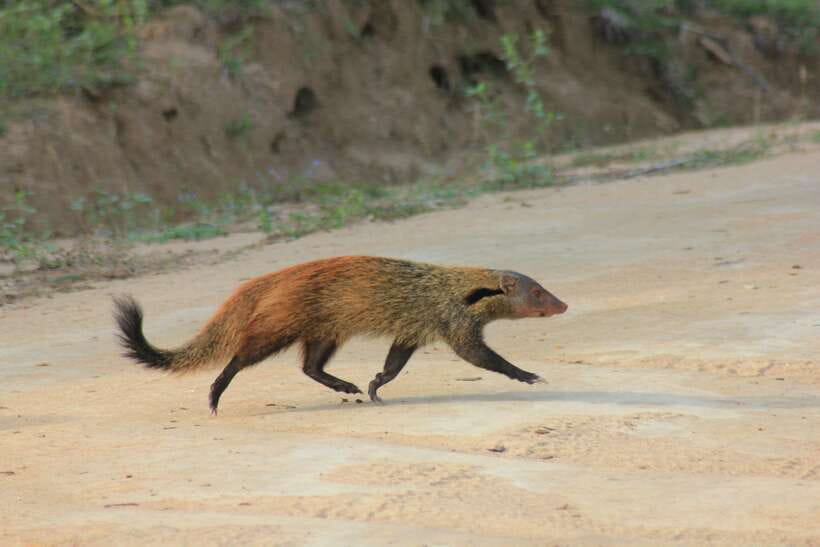 From: Hiriketiya/ Tangalle - YALA Safari Tour - FAQ