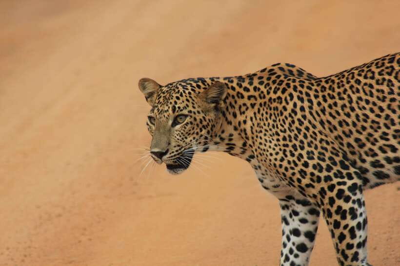 From: Hiriketiya/ Tangalle - YALA Safari Tour - From your beach hotel to Tissamaharama