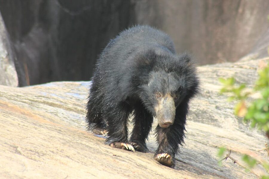 From: Hiriketiya/ Tangalle - YALA Safari Tour - What you may see, and what you may not