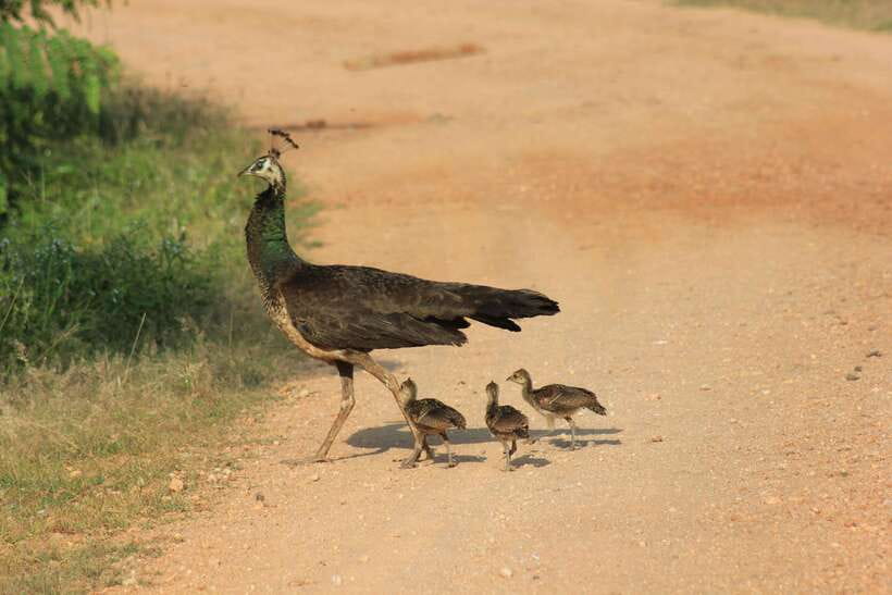 From: Hiriketiya/ Tangalle - YALA Safari Tour - Is $43 a fair price?