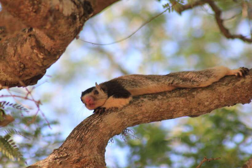 From: Hiriketiya/ Tangalle - YALA Safari Tour - Who will get the most from this safari