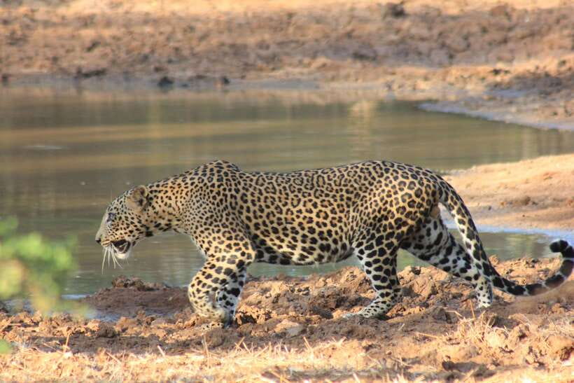From: Hiriketiya/ Tangalle - YALA Safari Tour - Practical tips for a better morning