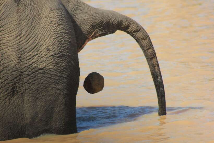 From: Hiriketiya/ Tangalle - YALA Safari Tour - Should you book this Yala safari?