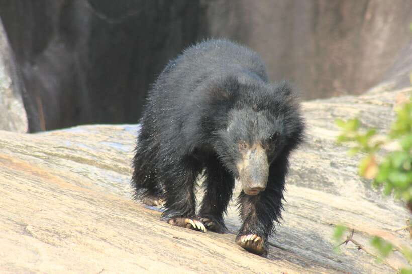 From: Hiriketiya/ Tangalle - YALA Safari Tour - Three hours inside Yala National Park