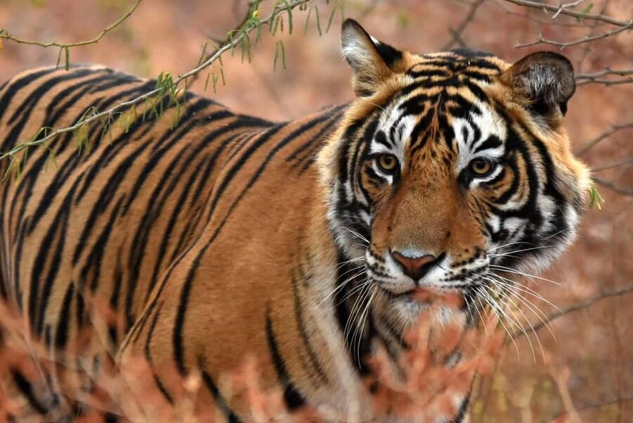 From Jaipur: One Day Trip to Ranthambore Tiger Safari - The 3 to 4 hour afternoon safari
