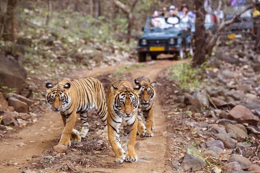 From Jaipur: Praivte Ranthambore Tour By Jeep Canter Safari - Key points at a glance