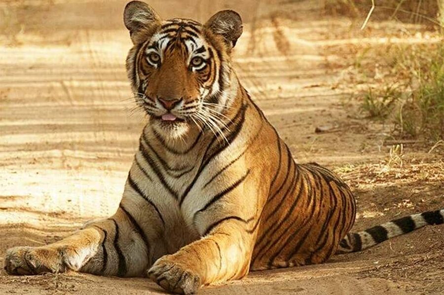 From Jaipur: Praivte Ranthambore Tour By Jeep Canter Safari - Why Ranthambore makes a long day worthwhile