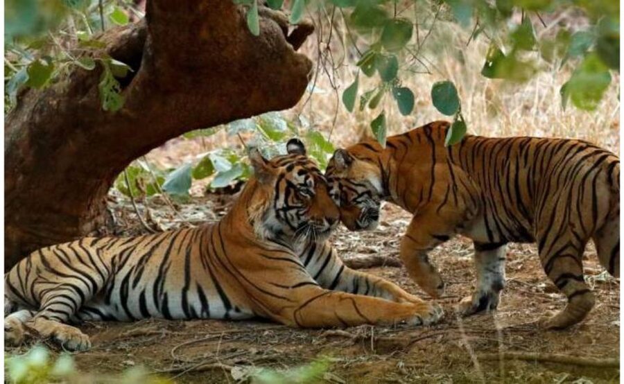 From Jaipur: Praivte Ranthambore Tour By Jeep Canter Safari - Choosing a Jeep or canter