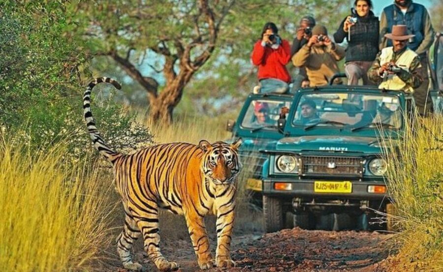 From Jaipur: Praivte Ranthambore Tour By Jeep Canter Safari - Fort views, temples, and the park’s dry scenery