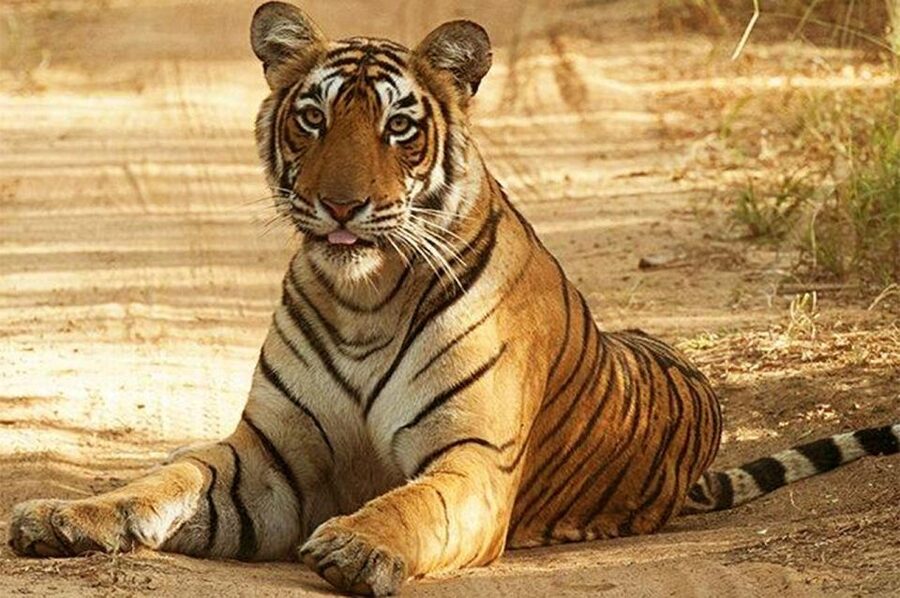 From Jaipur: Praivte Ranthambore Tour By Jeep Canter Safari - Rural Women Craft and local shopping