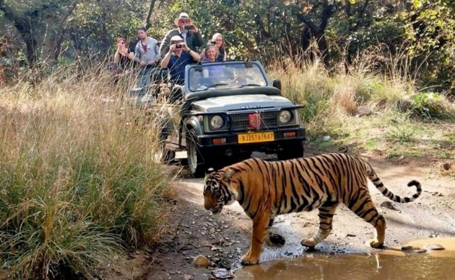 From Jaipur: Praivte Ranthambore Tour By Jeep Canter Safari - Is the $98 price good value?