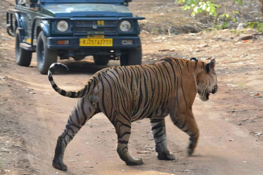 From Jaipur: Ranthambore National Park Day Trip with Safari - The Jaipur to Ranthambore road trip