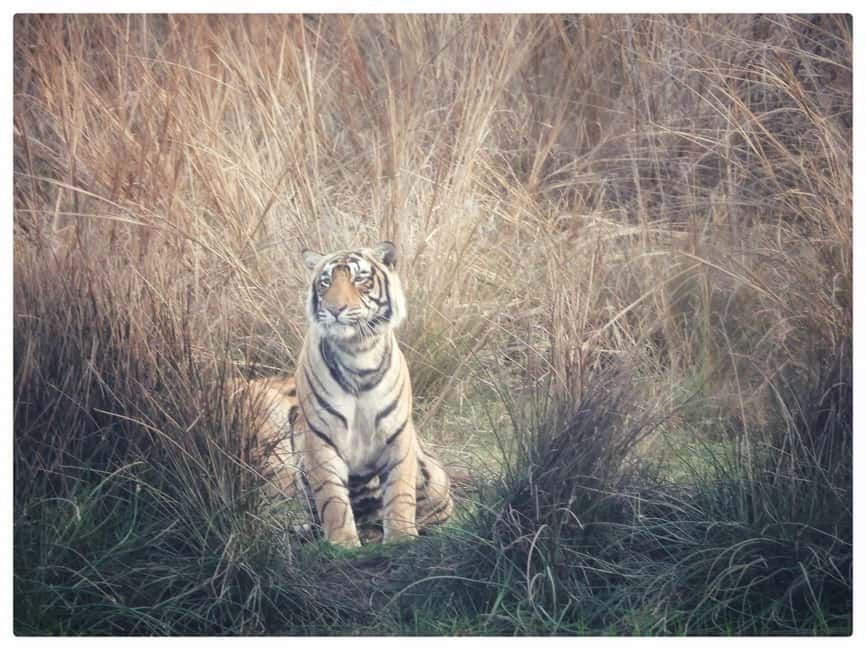 From Jaipur: Ranthambore National Park Day Trip with Safari - Reaching Sawai Madhopur and joining the safari