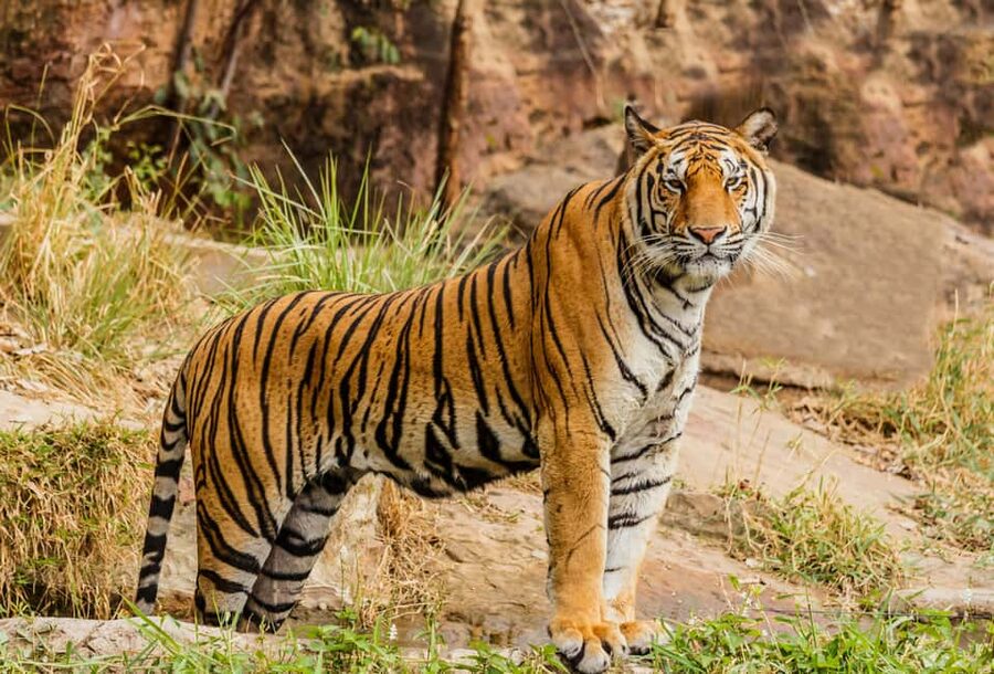 From Jaipur: Ranthambore National Park Day Trip with Safari - Morning or afternoon safari?