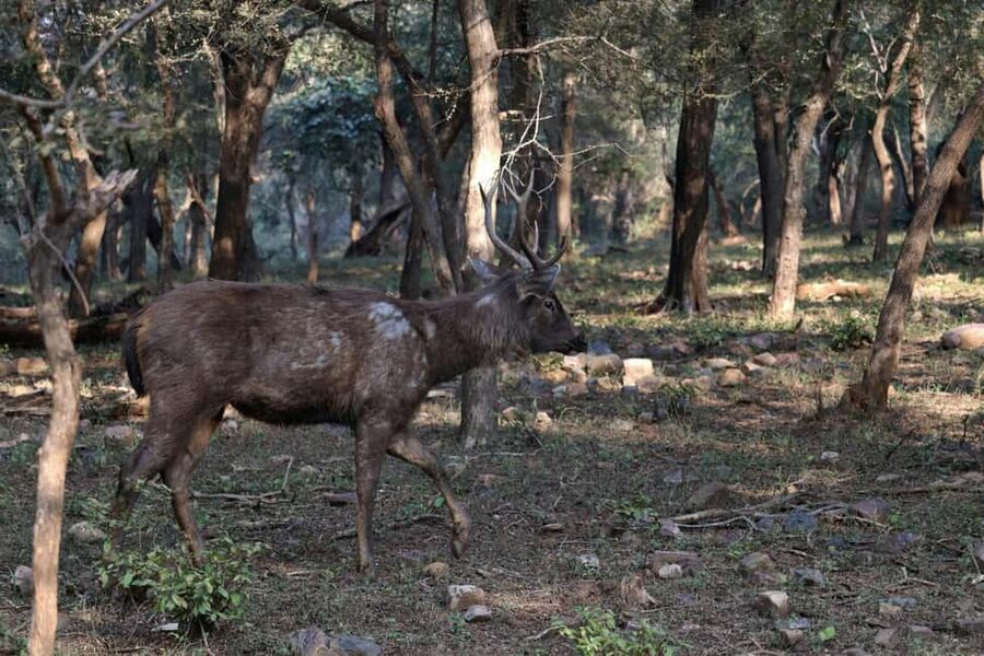 From Jaipur: Ranthambore National Park Day Trip with Safari - Comfort, timing, and the real cost of the day