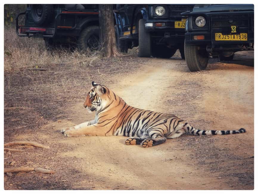From Jaipur: Ranthambore National Park Day Trip with Safari - Who will enjoy this Ranthambore day trip?