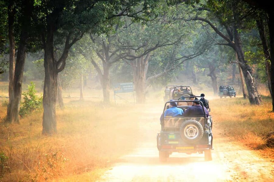 From Jaipur: Ranthambore National Park Day Trip with Safari - Should you book it?