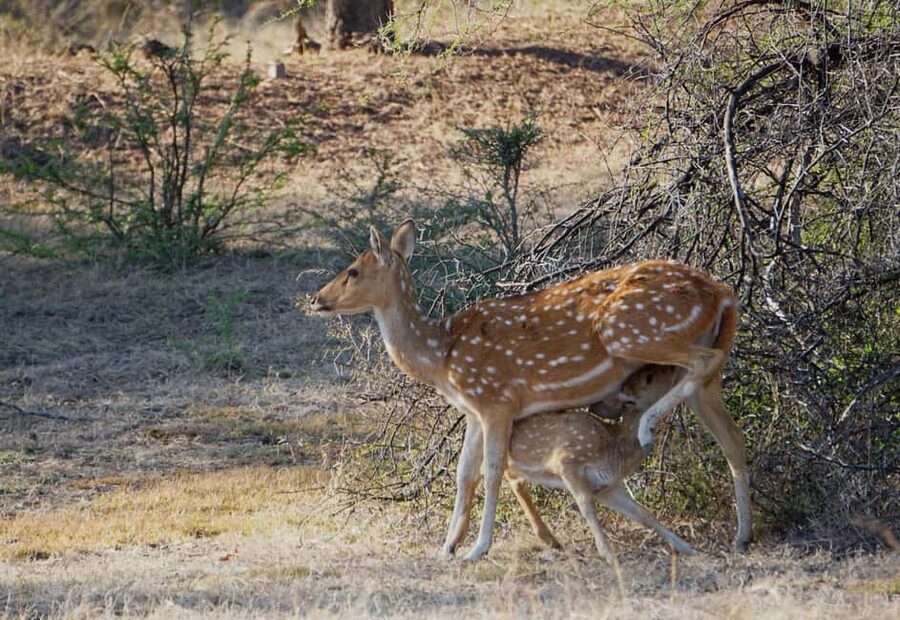 From Jaipur: Ranthambore National Park Day Trip with Safari - FAQ