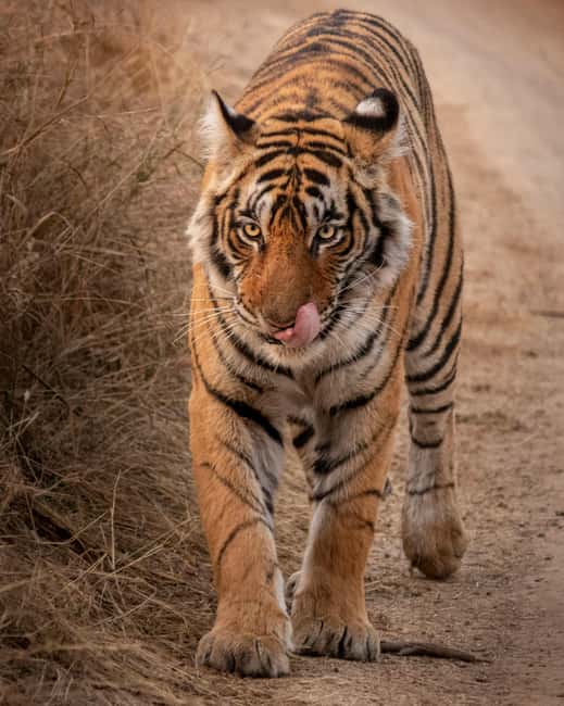 From Jaipur: Sariska National Park Day trip with Safari - Key points to know before booking