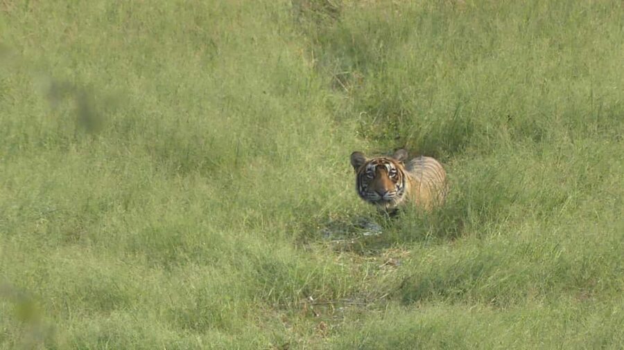 From Jaipur: Sariska National Park Day trip with Safari - Jaipur to Sariska: a long road to a wild morning