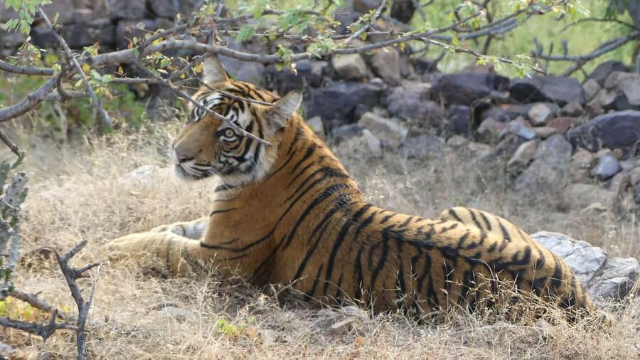 From Jaipur: Sariska National Park Day trip with Safari - Watching for tigers, leopards, and deer