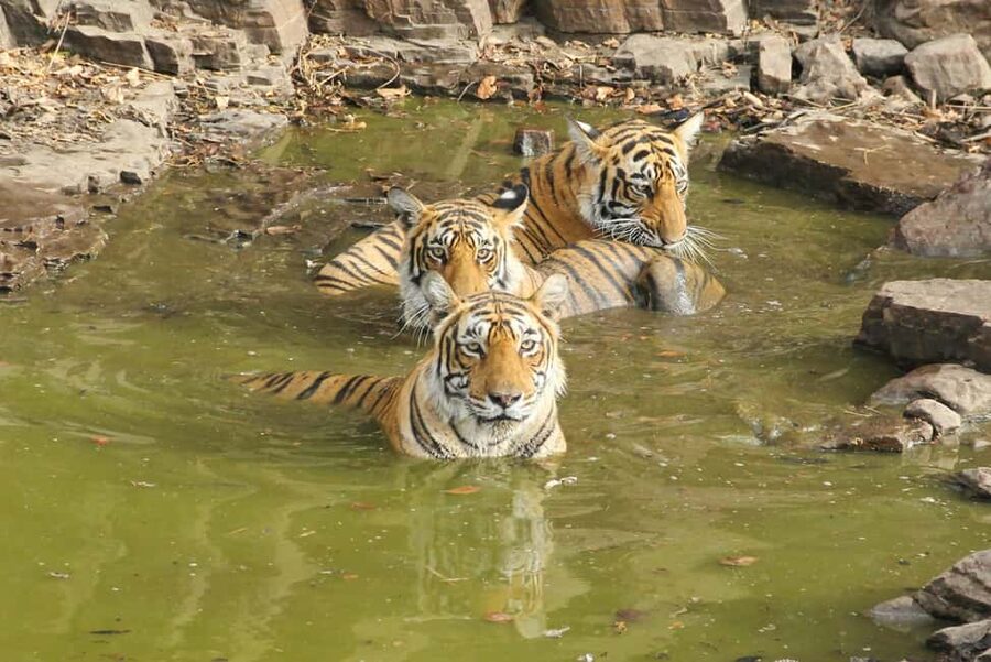 From Jaipur: Sariska National Park Day trip with Safari - The guide can shape the whole safari