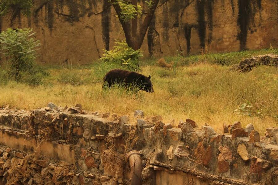 From Jaipur: Sariska National Park Day trip with Safari - Timing, weather, and small practical details