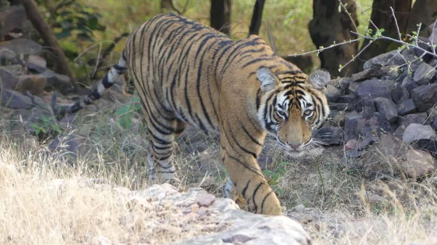From Jaipur: Sariska National Park Day trip with Safari - Entering Sariska Tiger Reserve