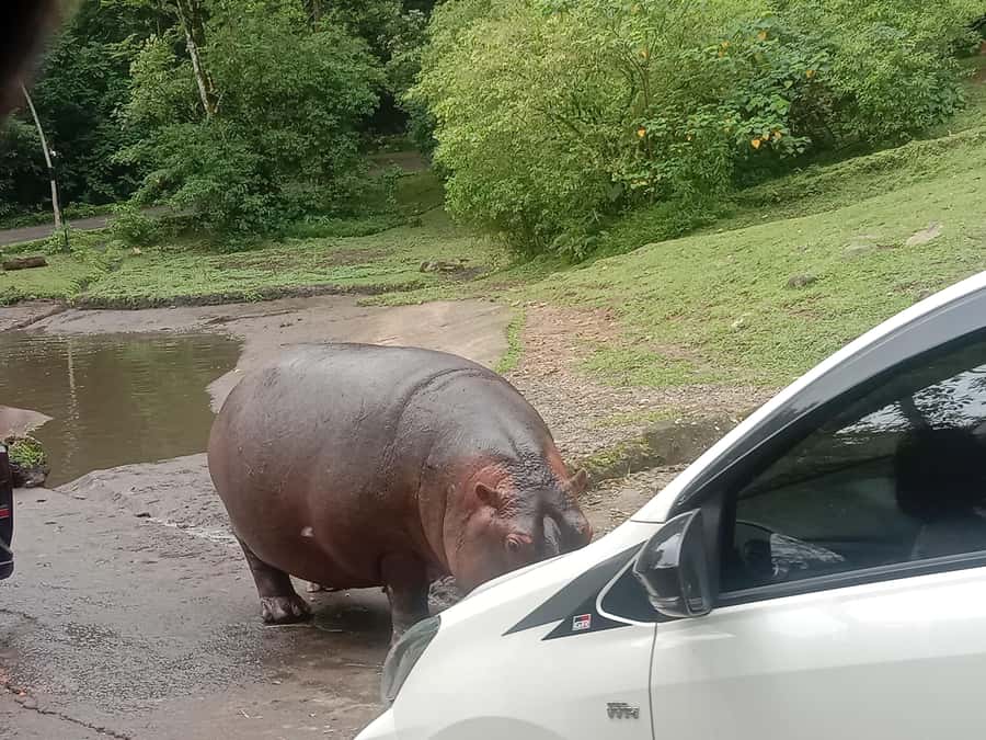 From Jakarta: Private Taman Safari Day Tour - Key points at a glance