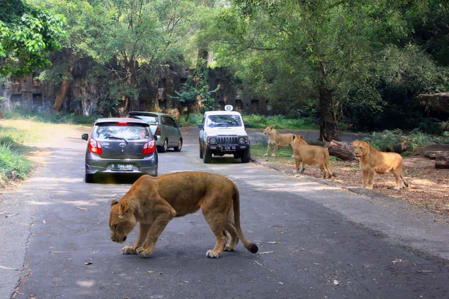 From Jakarta: Private Taman Safari Day Tour - Leaving Jakarta for Taman Safari