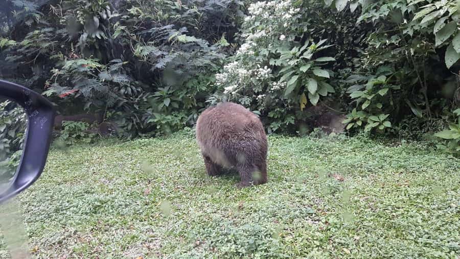 From Jakarta: Private Taman Safari Day Tour - How to fit in the shows