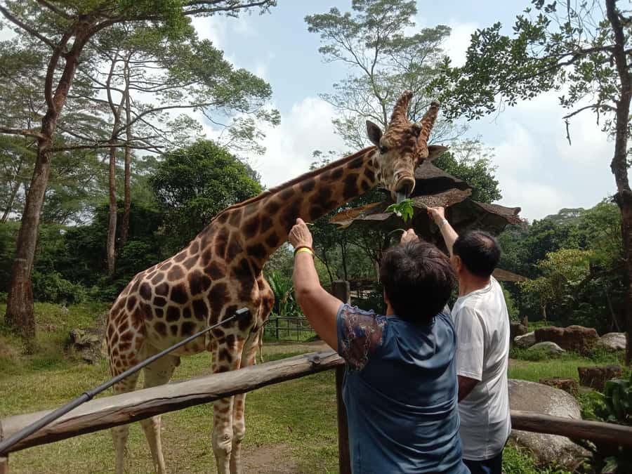 From Jakarta: Private Taman Safari Day Tour - The private car makes the difference