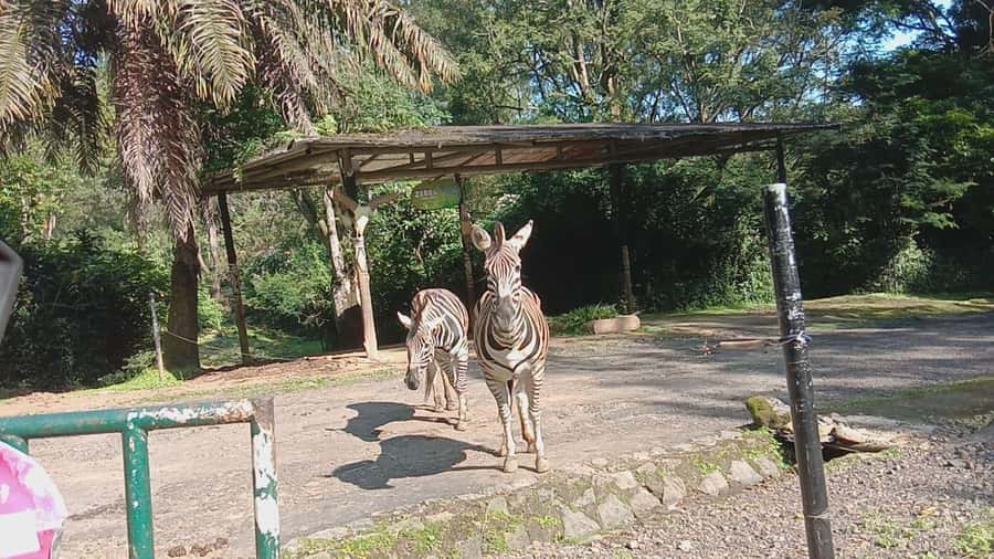 From Jakarta: Private Taman Safari Day Tour - Who should book this experience?