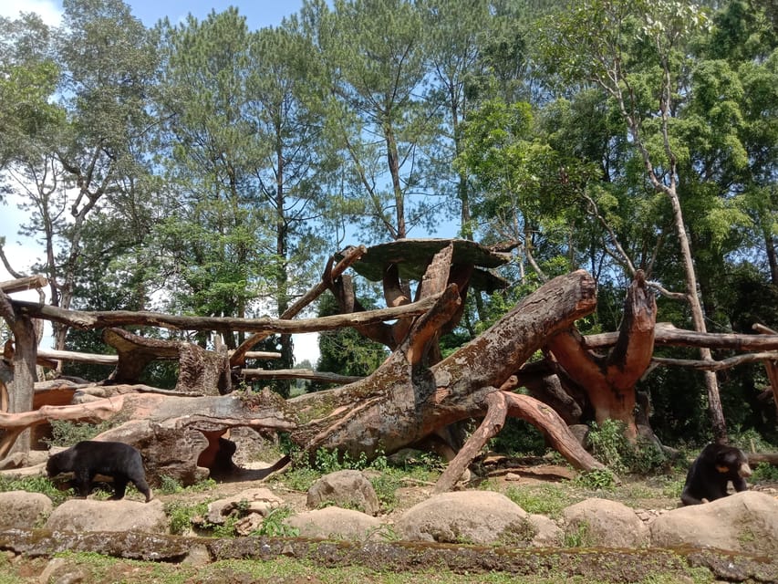 From Jakarta: Private Taman Safari Day Tour - Practical advice for a smoother day