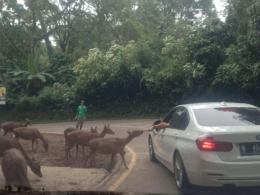 From Jakarta: Private Taman Safari Day Tour - Five hours inside Bogor’s safari park