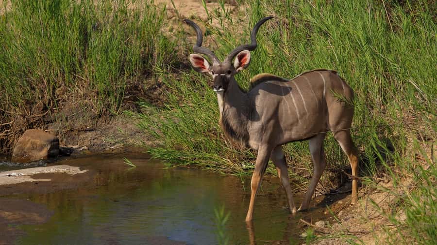 From Johannesburg: 2-Day Safari into Kruger National Park - The first afternoon inside Kruger