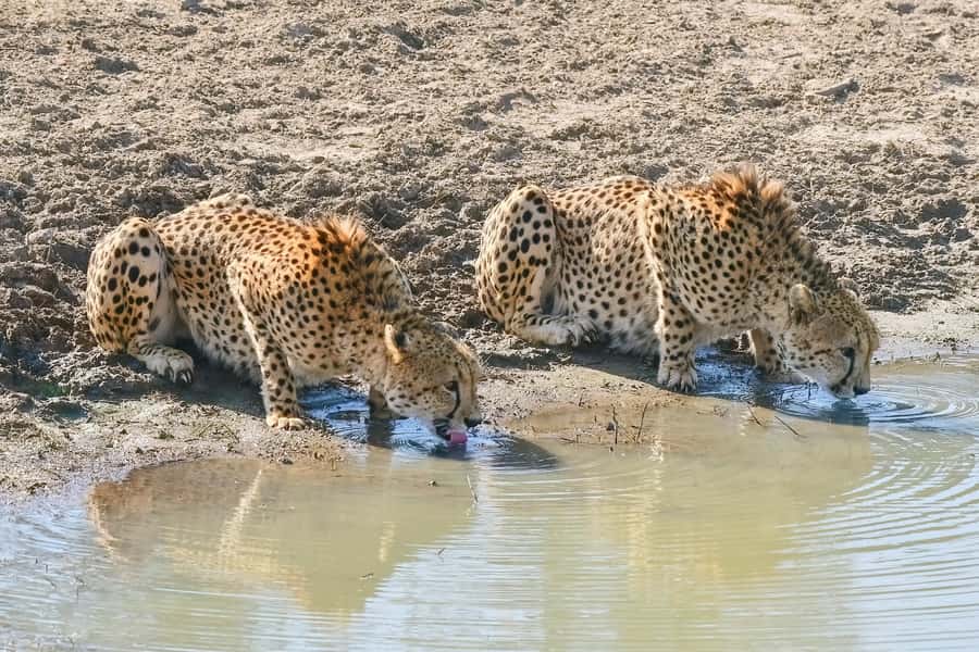 From Johannesburg: 2-Day Safari into Kruger National Park - Dinner by the campfire, with an important caveat