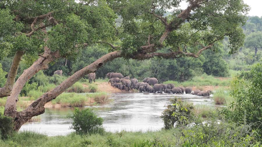 From Johannesburg: 2-Day Safari into Kruger National Park - The Hazyview overnight stay