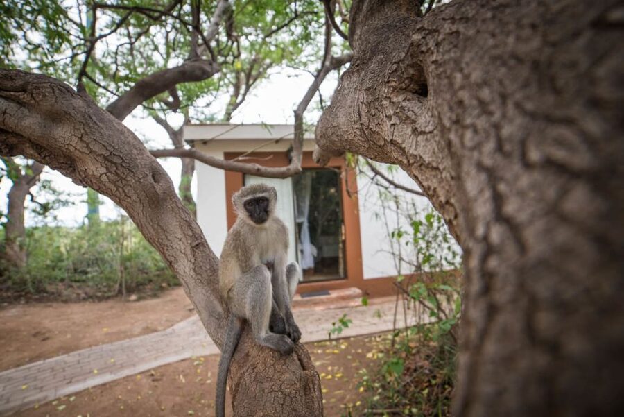 From Johannesburg: 6-Day Classic Kruger National Park Safari - Who should book this safari?