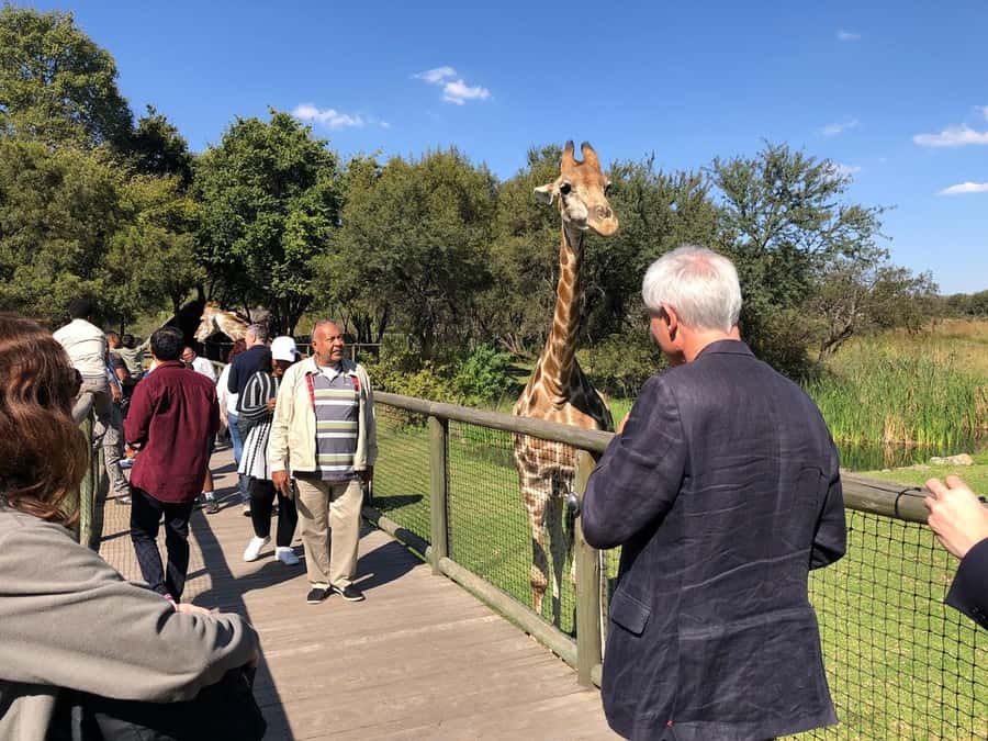 From Johannesburg: Cradle of Humankind and Lion Safari - Maropeng brings the science together