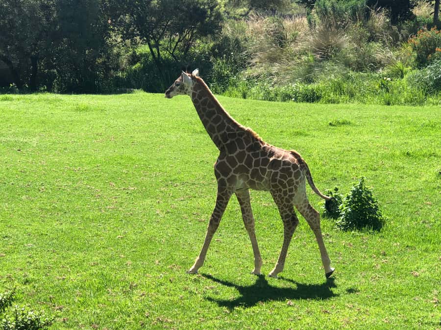 From Johannesburg: Cradle of Humankind and Lion Safari - The pace, transport, and group size