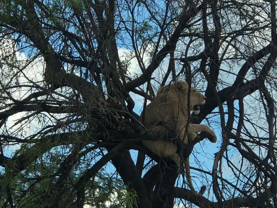 From Johannesburg: Cradle of Humankind and Lion Safari - Is $224 a fair price?
