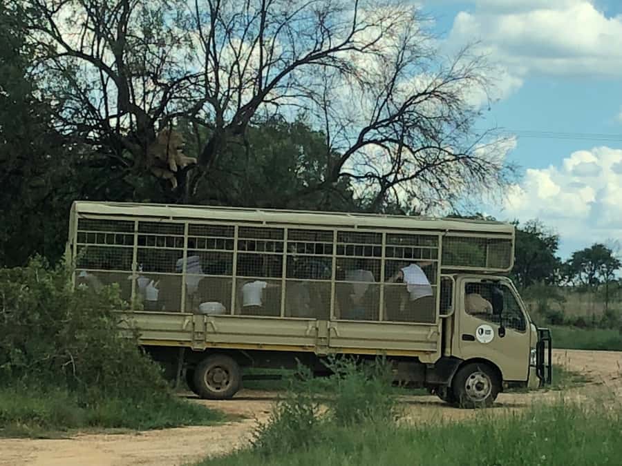From Johannesburg: Cradle of Humankind and Lion Safari - Practical advice before you go