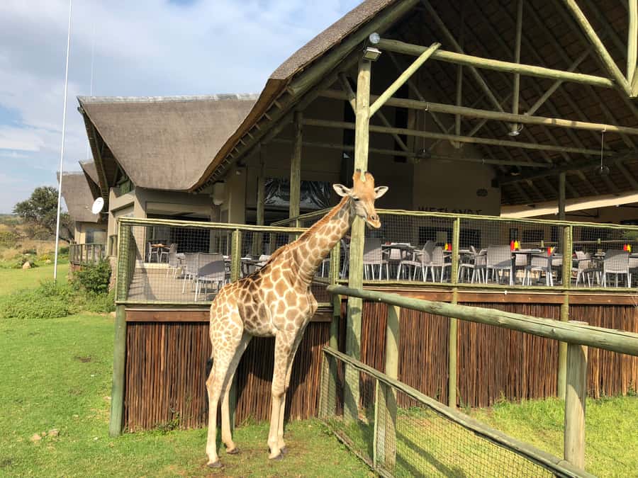 From Johannesburg: Cradle of Humankind and Lion Safari - Should you book it?