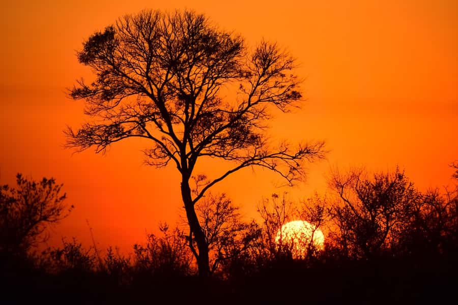 From Johannesburg: Full-Day Kruger National Park Safari - Key points before you book
