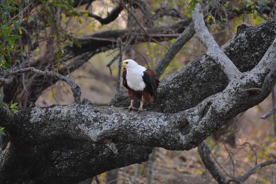 From Johannesburg: Full-Day Kruger National Park Safari - What the game drive can deliver